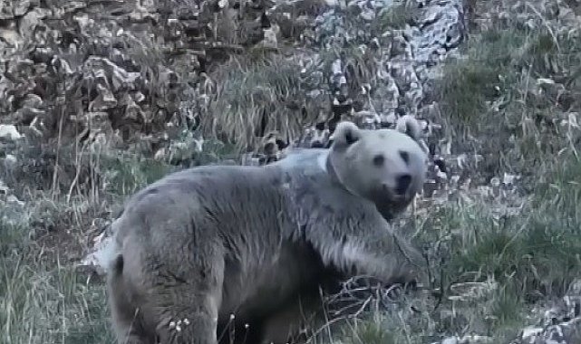 Erzincan'da kış uykusuna hazırlanan iki ayı görüntülendi