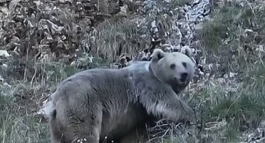 Erzincan'da kış uykusuna hazırlanan iki ayı görüntülendi