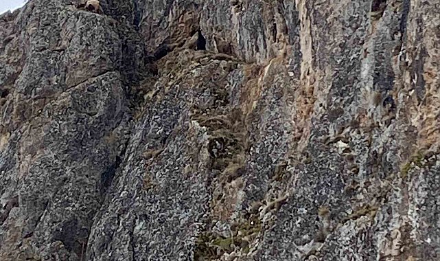 Erzincan'da mahsur kalan keçiler için JAK ve AFAD seferber oldu