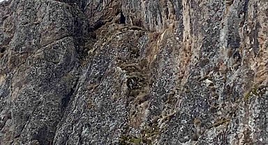 Erzincan'da mahsur kalan keçiler için JAK ve AFAD seferber oldu