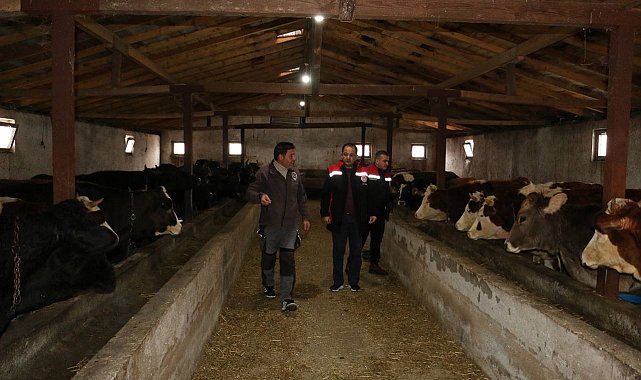 Erzincan'da manda yetiştiriciliği için araştırmalar sürüyor