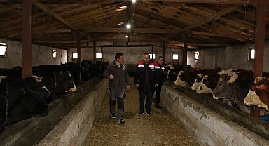 Erzincan'da manda yetiştiriciliği için araştırmalar sürüyor