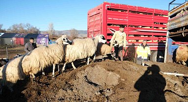 Erzincan'da soğuk hava nedeniyle sürüler yayladan indirildi