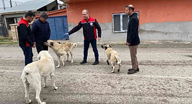 Erzincan'da sokak köpeklerine kuduz aşısı