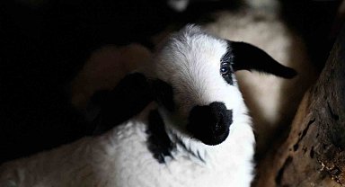 Erzincan'da yılın son kuzuları üreticilerin yüzünü güldürdü