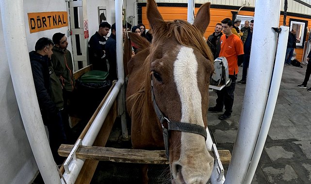Eskişehir'de 'Kısraklarda Suni Tohumlama Eğitimi' başarıyla tamamlandı