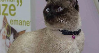 Evcil hayvan sahiplerine "mikroçip" uyarısı: Son gün 31 Aralık, taktırmayana ceza