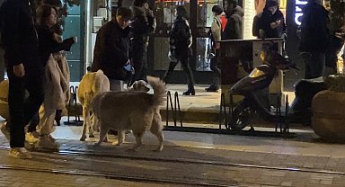 Evcil hayvanıyla yürürken sokak köpeklerinin arasında kaldı
