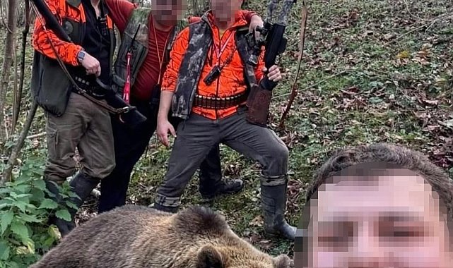 Evlere ve vatandaşlara zarar veren ayı için başlatılan av sonuç verdi, ilk ayı vuruldu