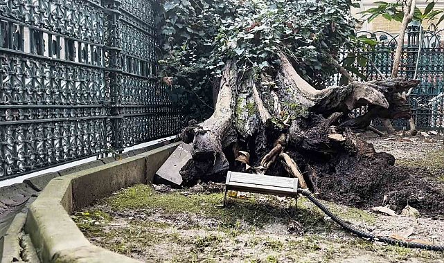 Eyüp Sultan Camii avlusundaki ağaç devrildi