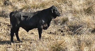 Firari angusu drone ile görüntüledi