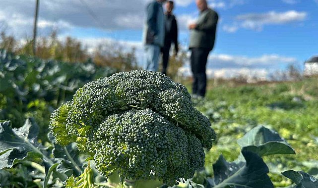 Fiyatı tarlada 10 liraya inen brokoli pazarda 70 liraya satılıyor
