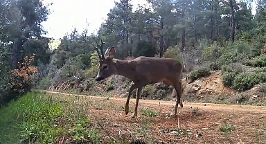 Ganos Dağları'nda fotokapan iki karacayı görüntüledi