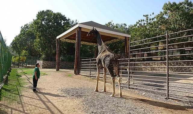 Gaziantep Doğal Yaşam Parkı'nın maskotu zürafa öldü
