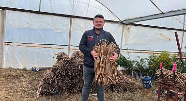 Genç kardeşlerden Sarıgöl ekonomisine 700 bin fidan hamlesi