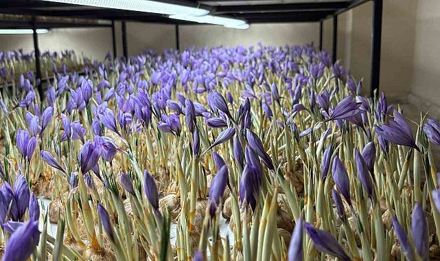 Genç yaşta mesleğini bıraktı, 50 metrekare odada gramı 600 liralık safran üretmeye başladı