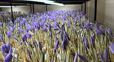 Genç yaşta mesleğini bıraktı, 50 metrekare odada gramı 600 liralık safran üretmeye başladı