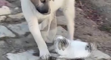 Gercüş'te yavru kedi ile yavru köpeğin sevimli kavgası kamerada