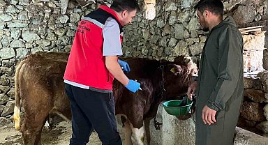 Giresun'da 450 binden fazla hayvan aşılandı