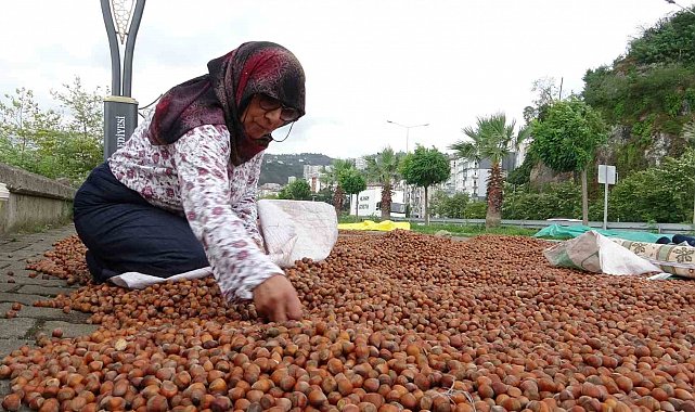 Giresun'da fındık fiyatı 250 TL'ye geriledi, üretici umudunu yeni yıla bıraktı