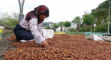 Giresun'da fındık fiyatı 250 TL'ye geriledi, üretici umudunu yeni yıla bıraktı