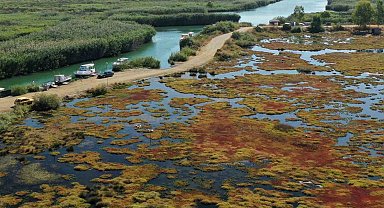 Gökçe Sulak alanı yeniden canlanıyor