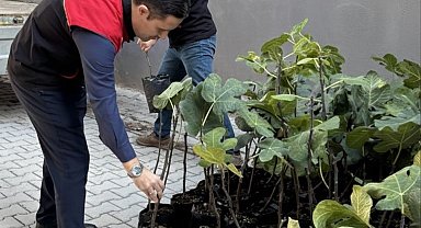 Gömeç'te incir üretimini artıracak adım, 499 sertifikalı fidan dağıtıldı