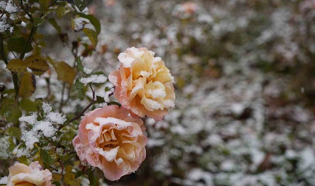 Gümüşhane kent merkezine mevsimin ilk karı yağdı