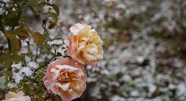 Gümüşhane kent merkezine mevsimin ilk karı yağdı