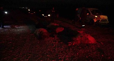 Hafif ticari araç sürüye daldı, 10'dan fazla koyun telef oldu