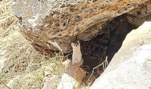 Hakkarili dağcılar nesli tükenen gelincik görüntüledi