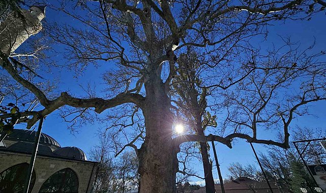 Harput'un 3 asırlık çınarı yıllara meydan okuyor