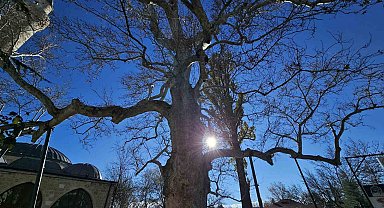Harput'un 3 asırlık çınarı yıllara meydan okuyor