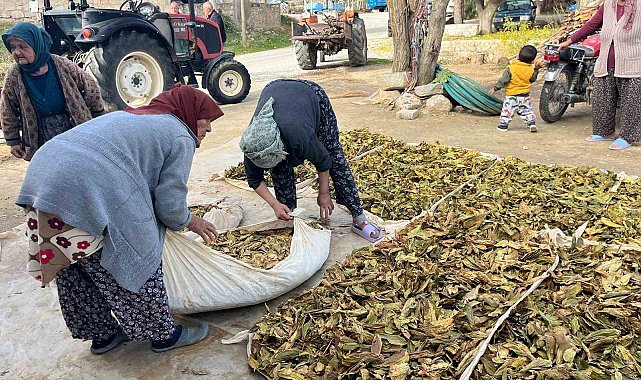 Hasadı tamalanan tütünler satış için hazırlanıyor