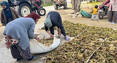 Hasadı tamalanan tütünler satış için hazırlanıyor