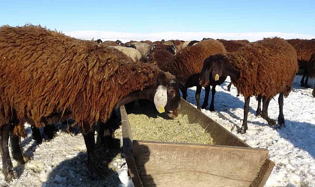 Hasköy'de besicilerin zorlu mesaisi başladı