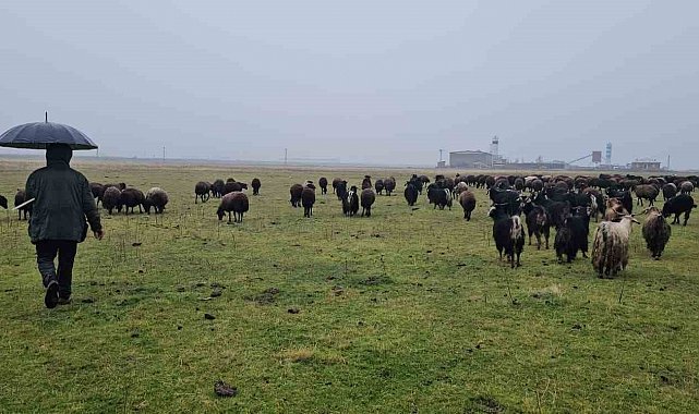 Hasköy'de sıcaklığın mevsim normalleri üzerinde olması besicileri sevindirdi