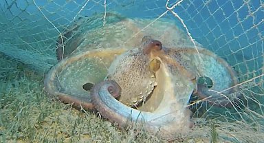 Hayalet ağlarla mücadelede 420 milyon metrekare alan tarandı