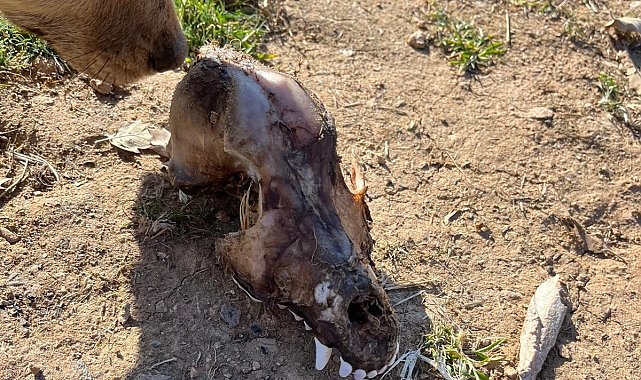 Hayvan sevgisini istismar etti, köpekler açıktan birbirini yedi