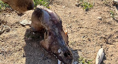 Hayvan sevgisini istismar etti, köpekler açıktan birbirini yedi