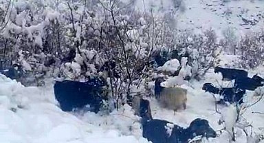 Hizan'da kar yağışı, sürüyü hazırlıksız yakaladı