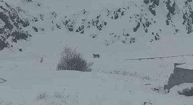 Iğdır'da aç kalan 3 vaşak köye indi