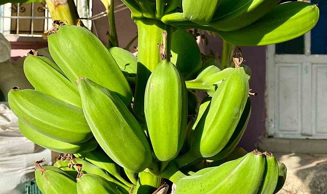 İnat etti, 70 rakımda muz hasadı yaptı