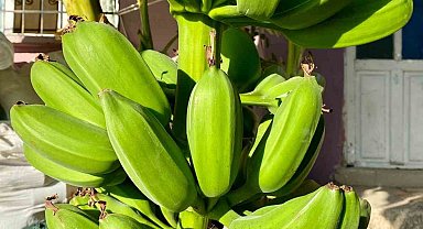 İnat etti, 70 rakımda muz hasadı yaptı