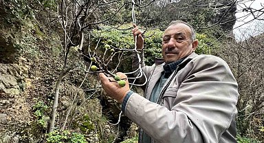 İncir ağacı Aralık ayında yeniden meyve verdi