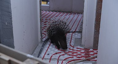 İncirliova'da ekiplerin dikkati nesli tehlikedeki oklu kirpiyi kurtardı
