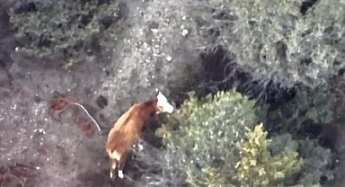 İneği kaybolan çiftçinin imdadına AFAD ve jandarma yetişti