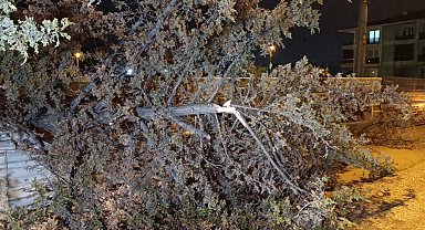 İnegöl'de rüzgarın etkisiyle ağaç devrildi
