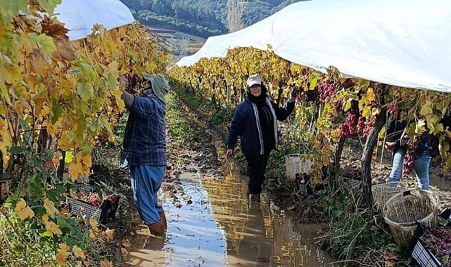 İşçiler yağmur ve çamuru aldırış etmeden üretime devam ediyor