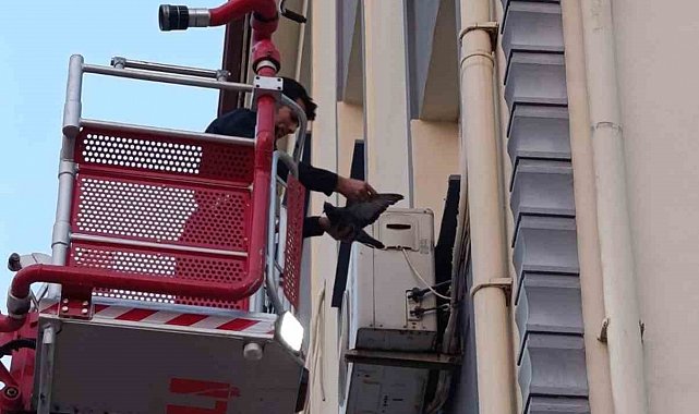 İskenderun'da klima motoruna dolaşan kuş kurtarıldı
